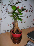   (bonsai.JPG, 176309 , : 394 )