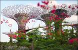 Gardens by the bay. Singapore.